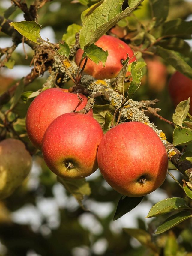 When to Fertilize Fruit Trees Story