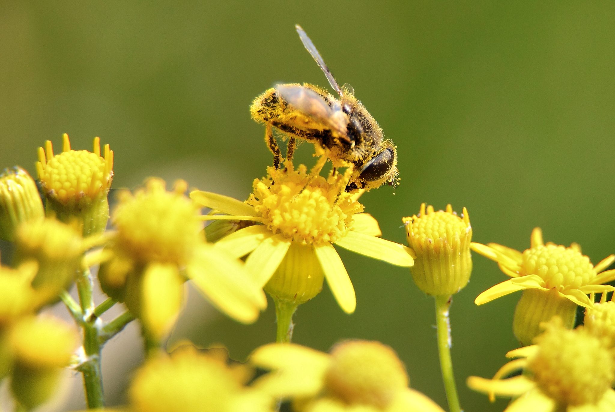 Bee collecting pollen, a major allergen