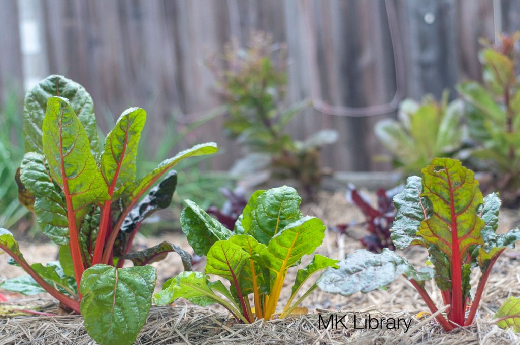 Swiss chard