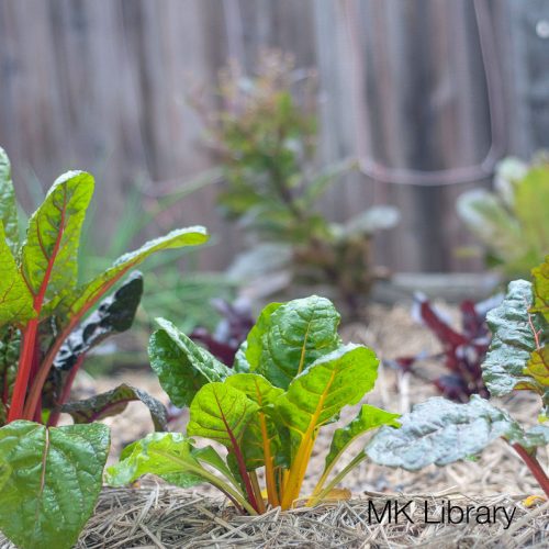 Swiss chard