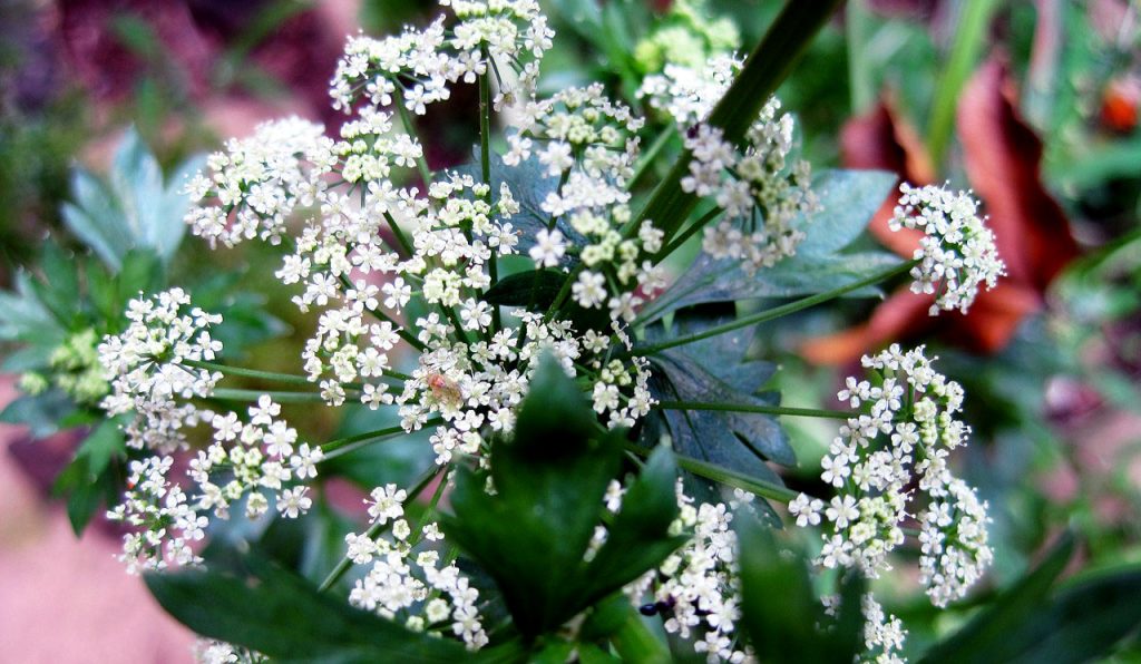 Wild celery flowers