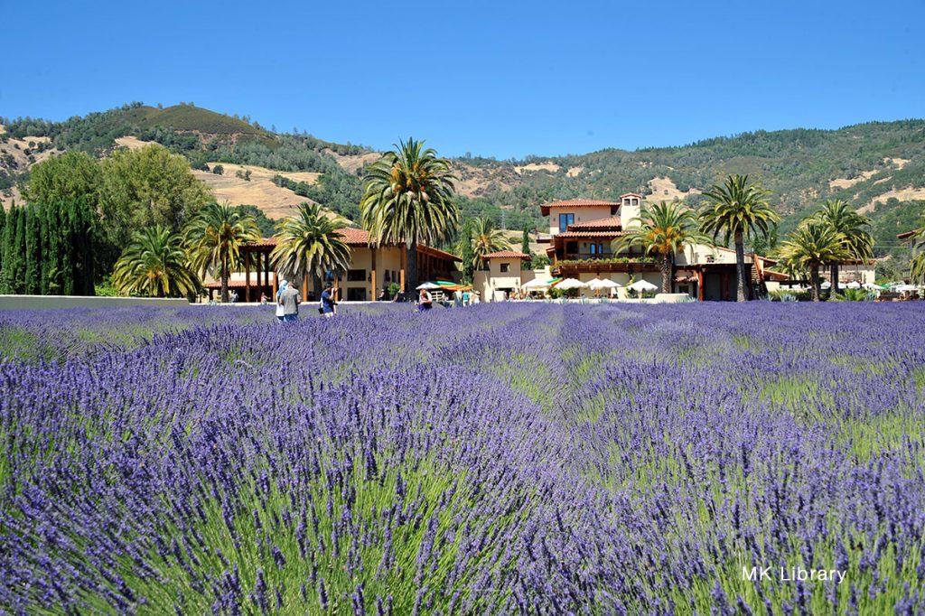 Cooking with lavender field