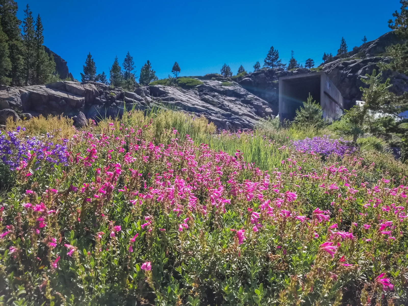 Donner pass summit tunnel hike, wildflowers