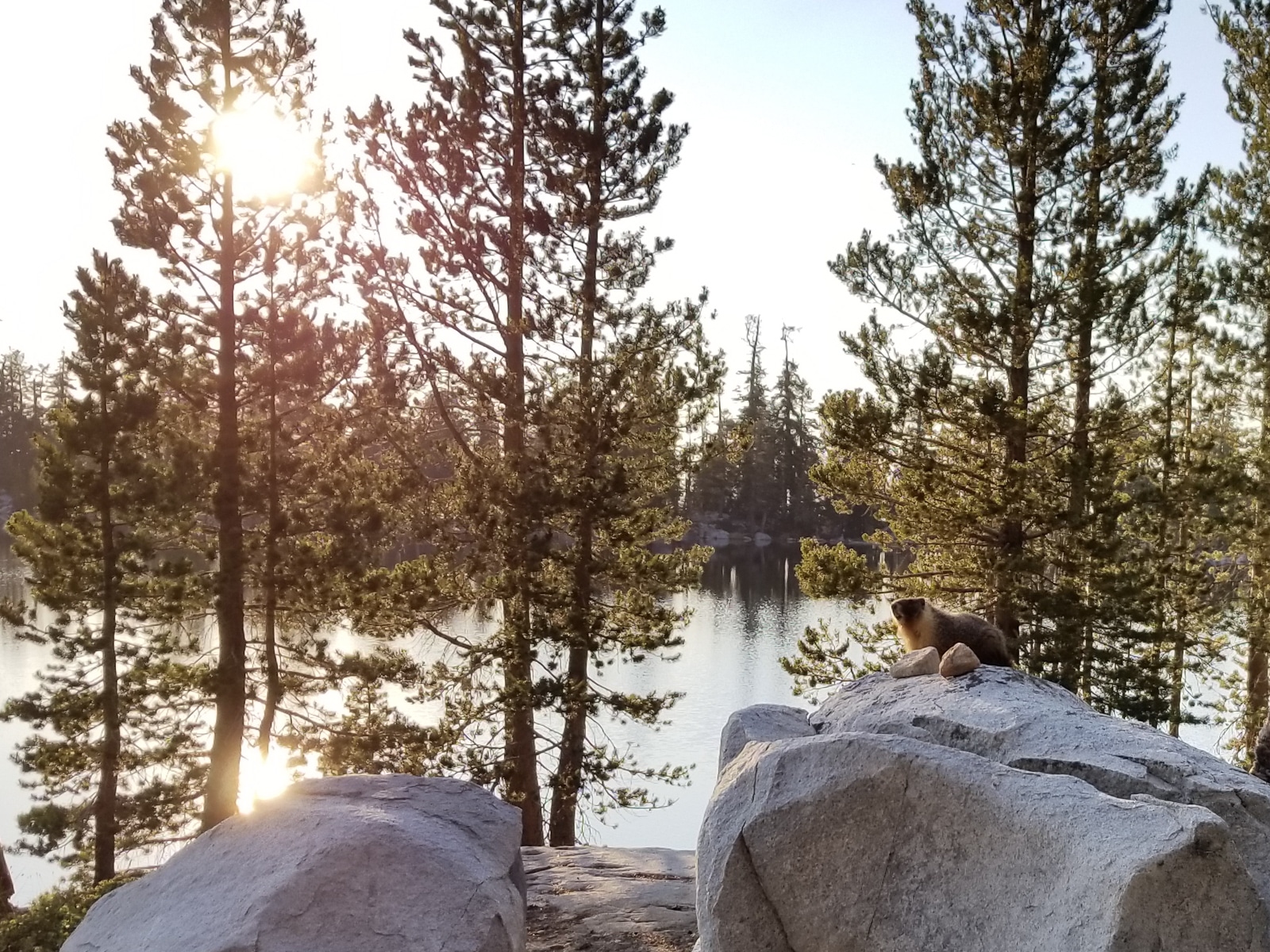 Yosemite ostrander lake marmot