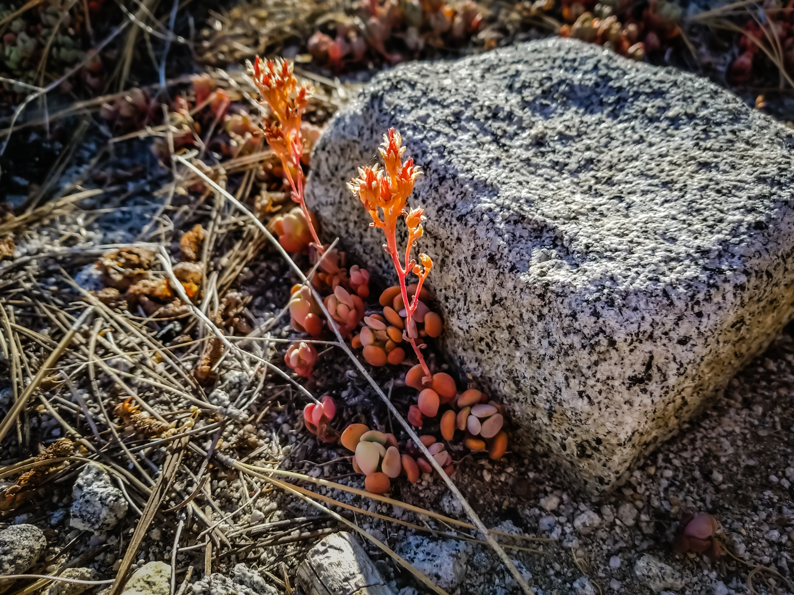 Yosemite ostrander lake orange succulents