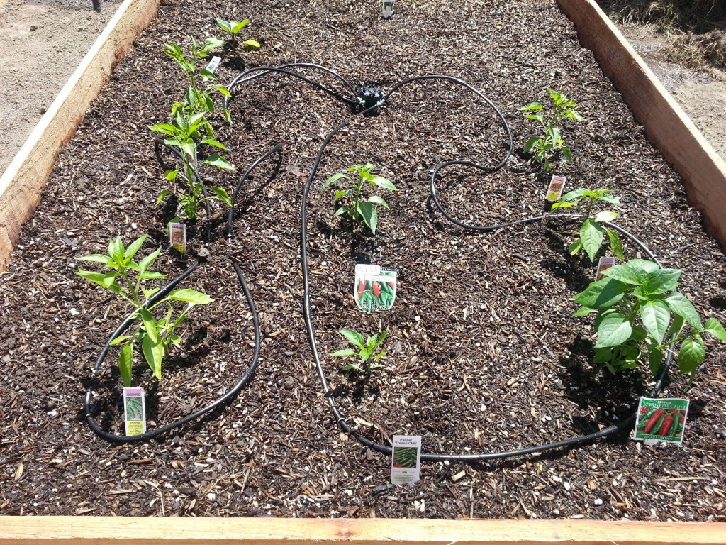 Redwood raised bed