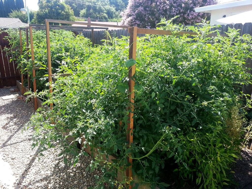 The biggest raised garden bed ever