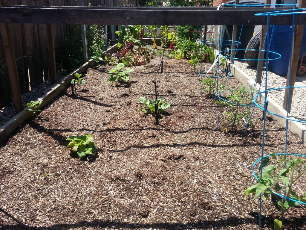 Raised garden bed first time planting