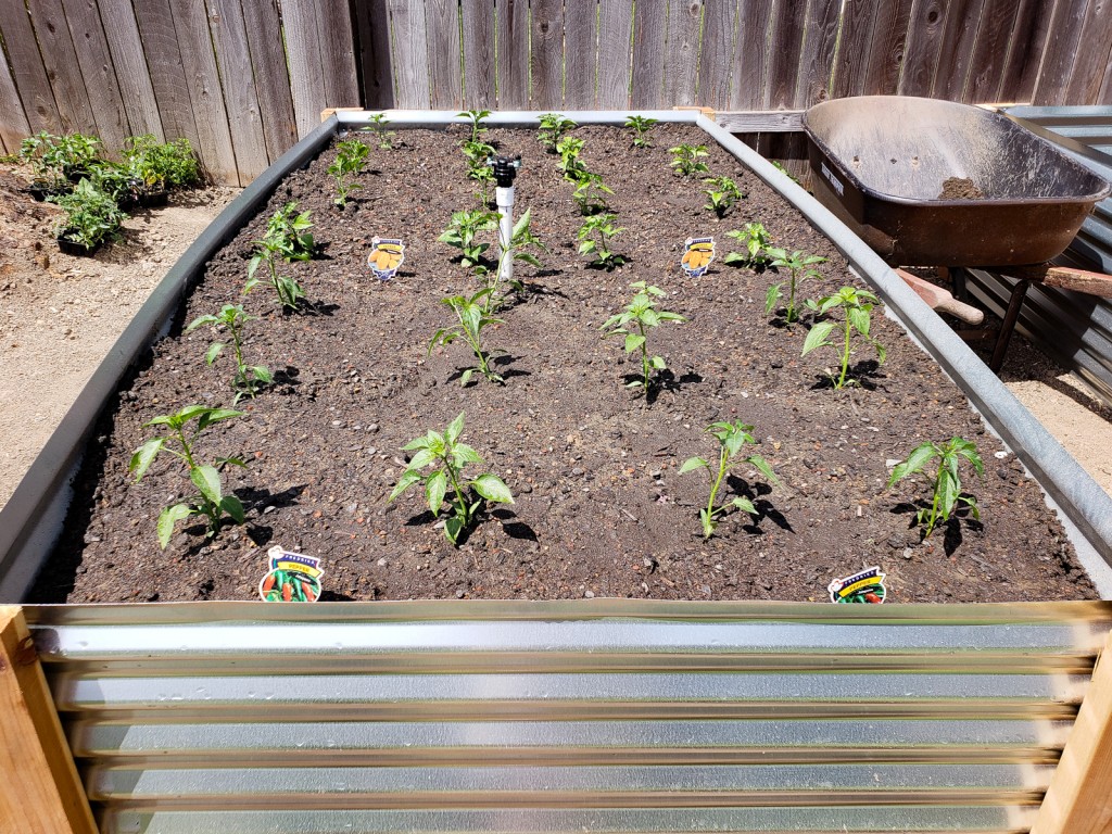 This raised metal garden bed is a hot spot for chilies and soon to be hot sauce!
