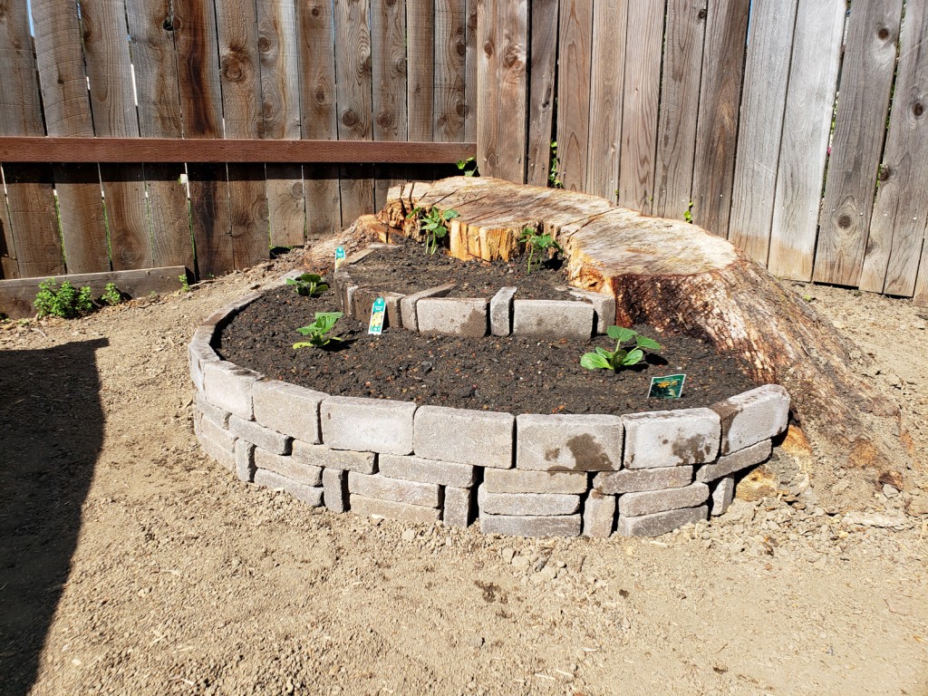 Paver stone raised bed with two layers and utilizing a rotten tree stump
