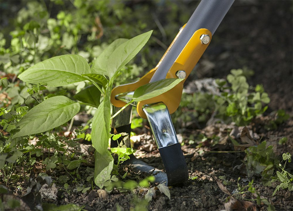 Clearing weeds with hula hoe and prepping