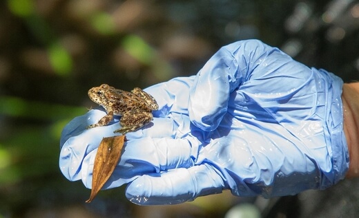 Mountain yellow-legged frogs deep creek