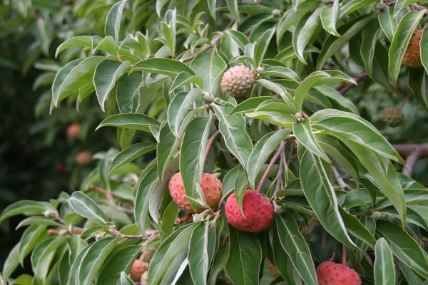 Seed pods on an evergreen dogwood tree