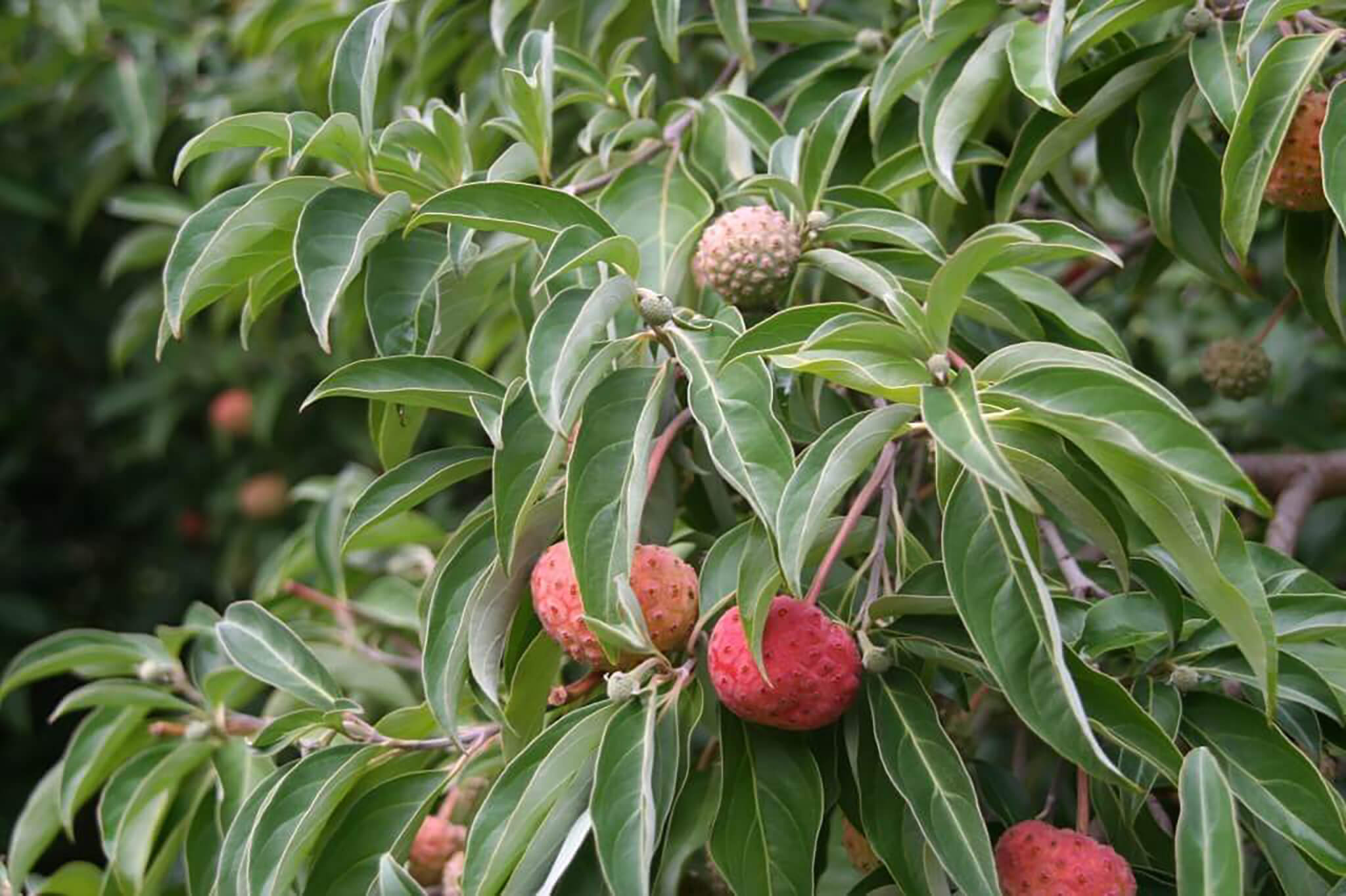 Seed pods on an evergreen dogwood tree