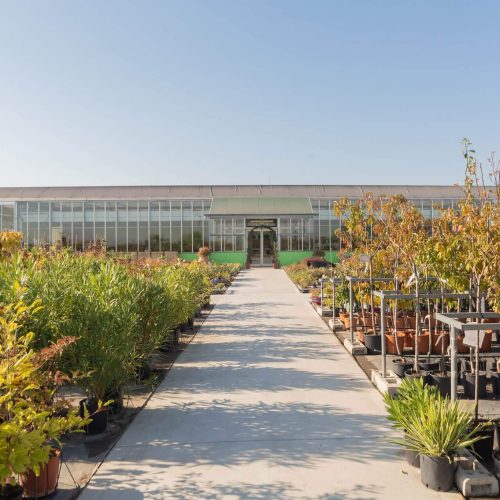 Planting bare root trees featured