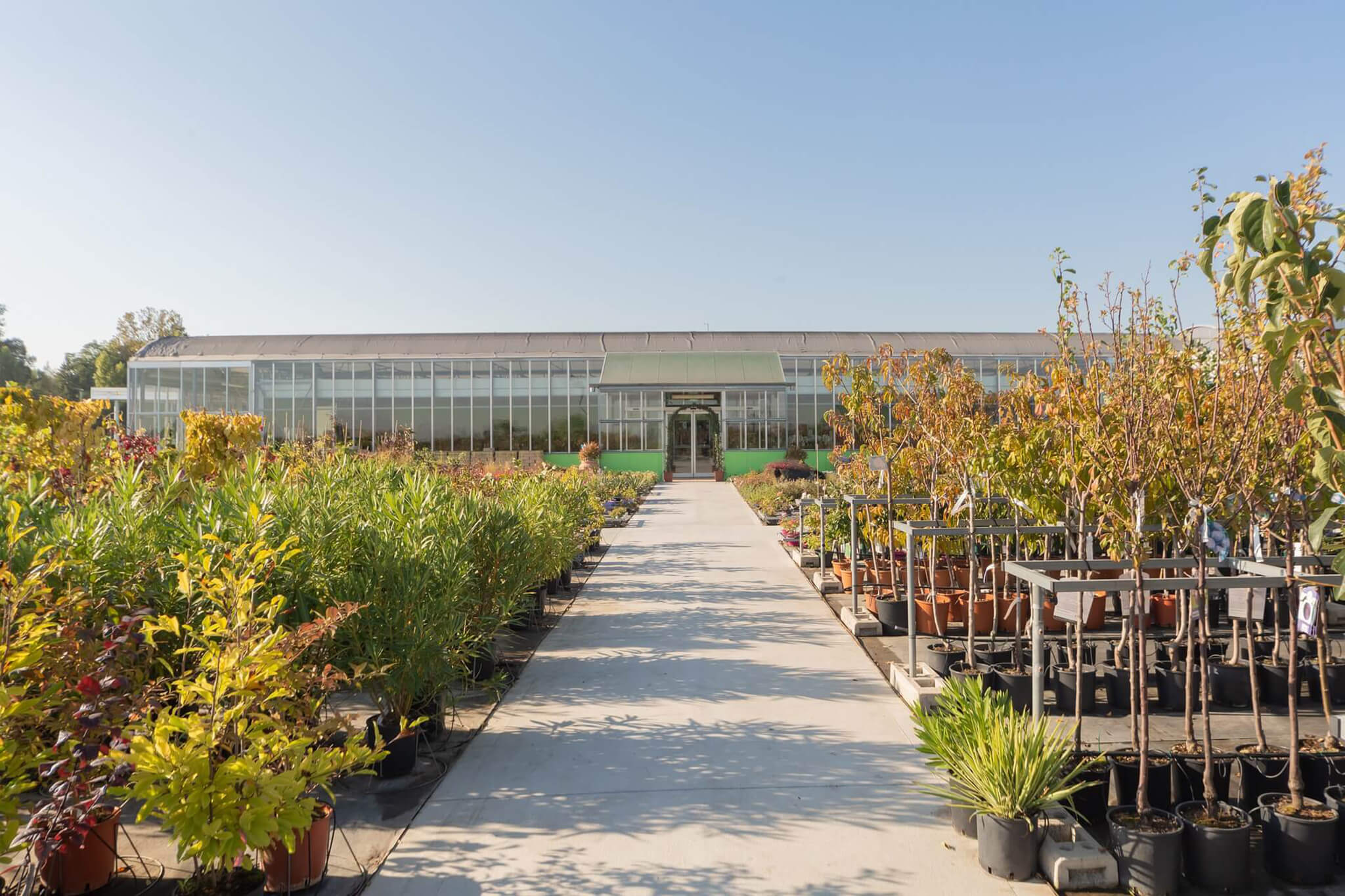 Planting bare root trees featured