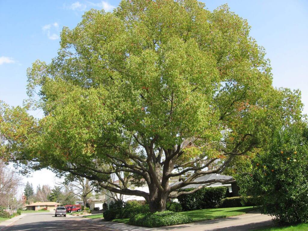 Camphor tree