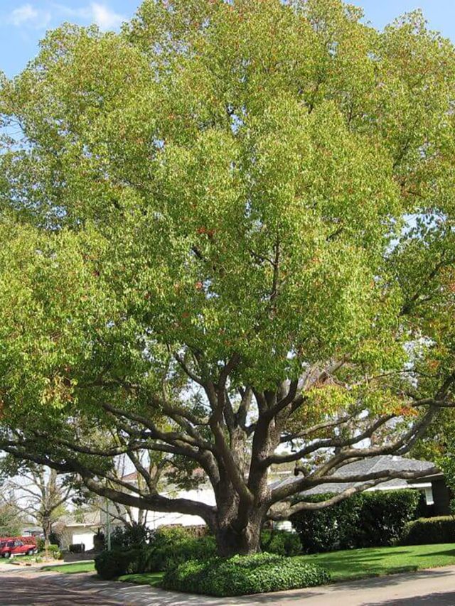 The Camphor Tree – Guide to Growing and Care Story