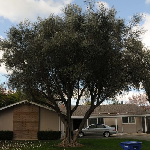 How to care for olive trees