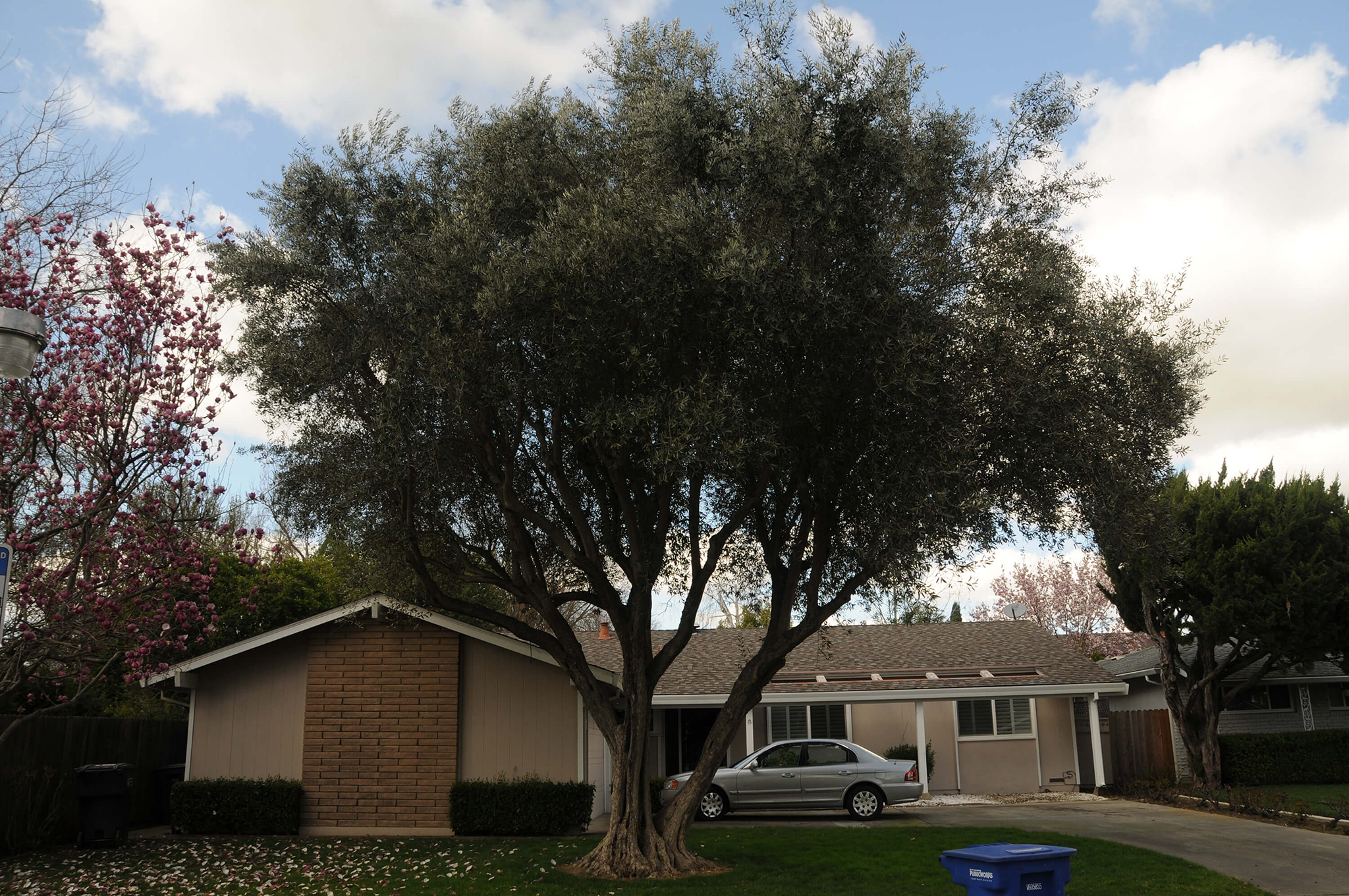 Are Olive Trees Right For Your Yard?