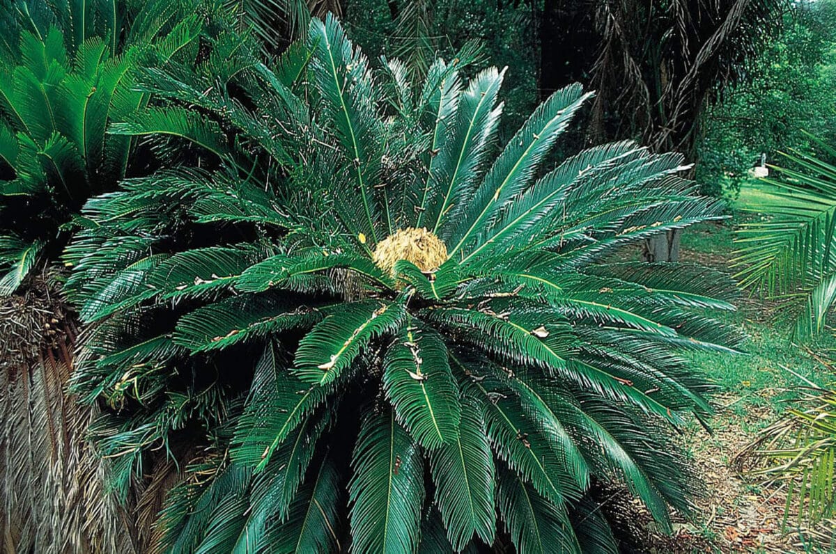Cycads prehistoric plants for your garden cycas revoluta
