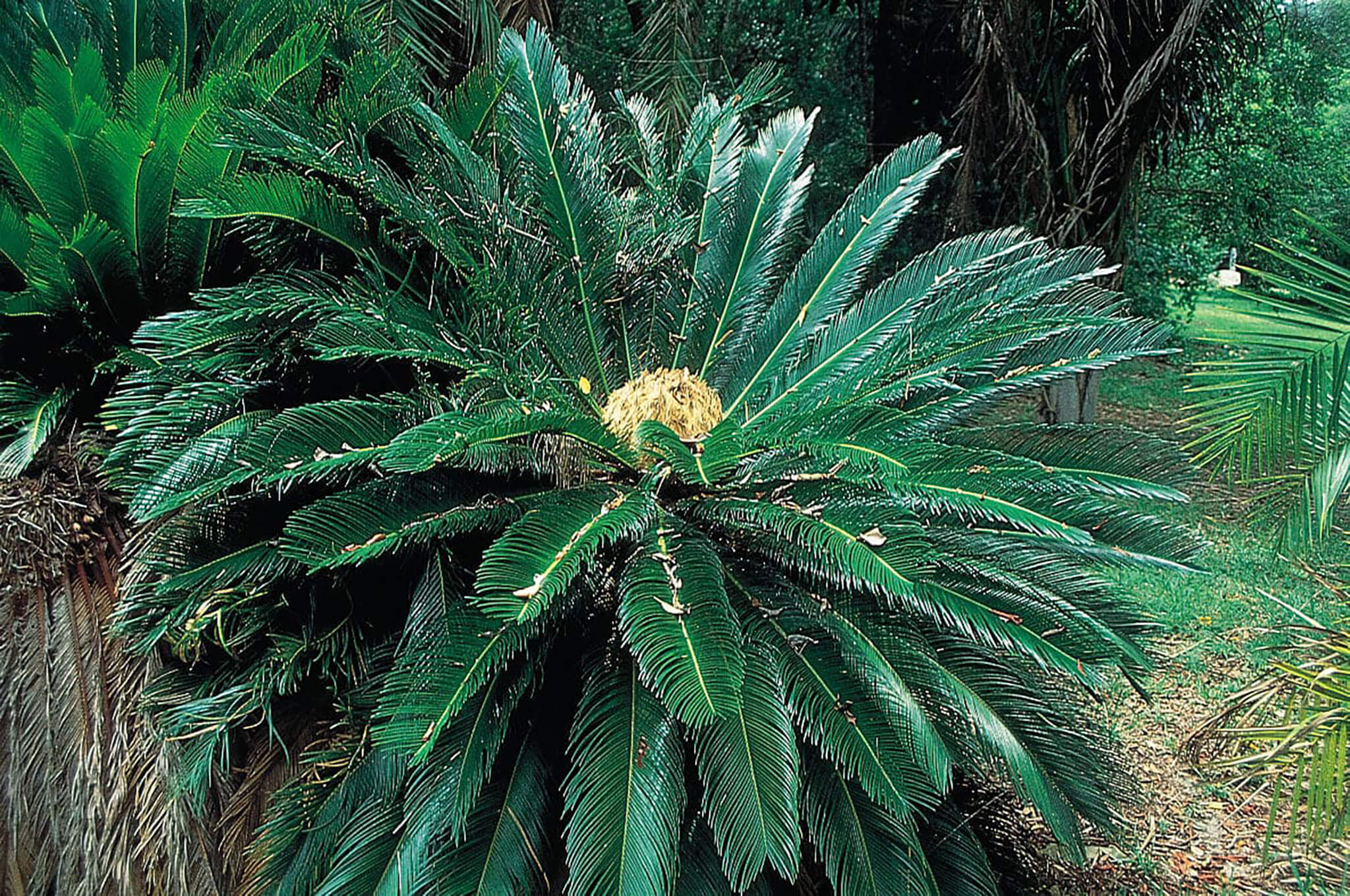 Cycad cycas revoluta