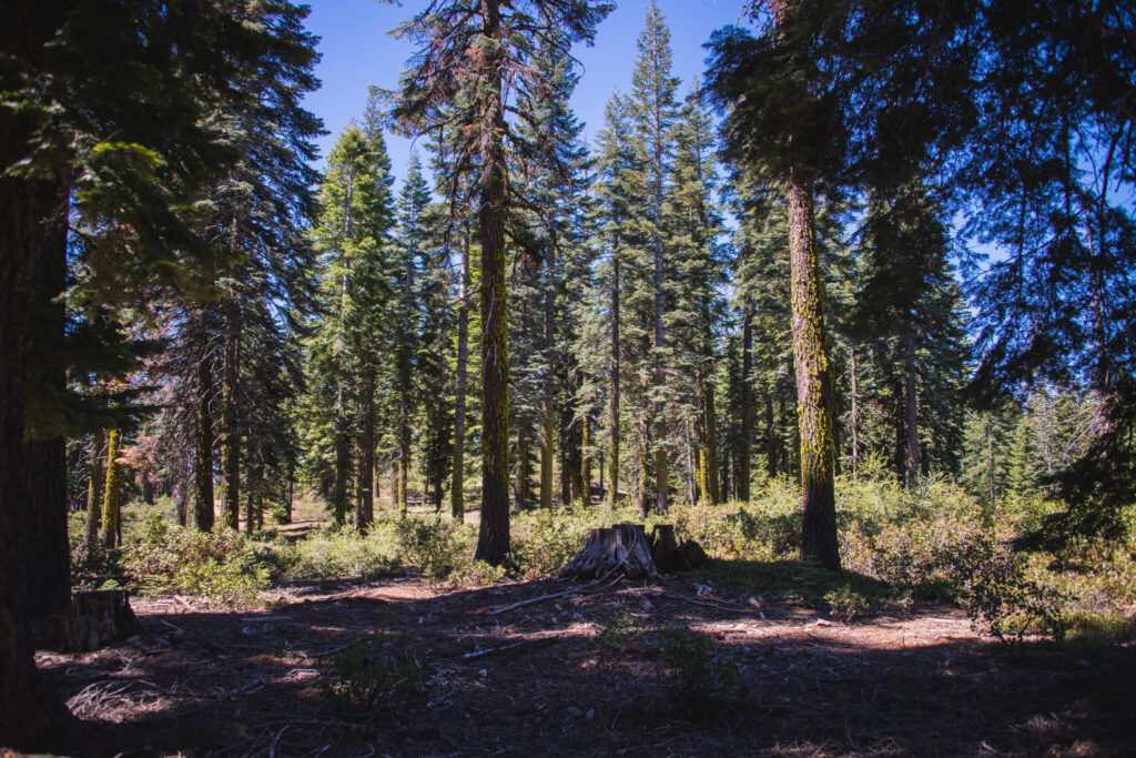 Sustainability in paper products, pine forest