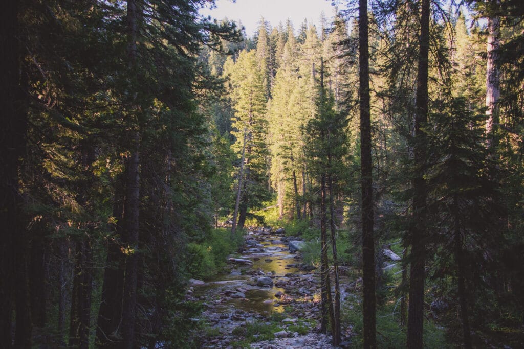 Sustainability in paper products, stream in a forest