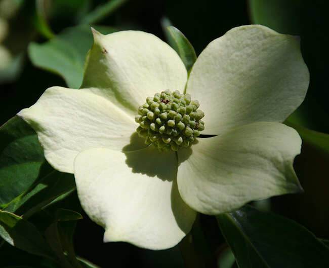 Evergreen dogwood flower.