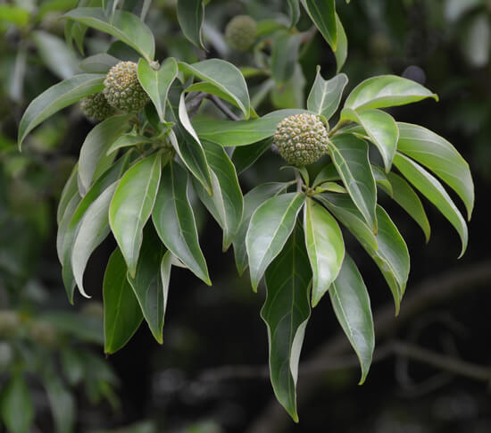 Evergreen dogwood leaves and unripe fruit.