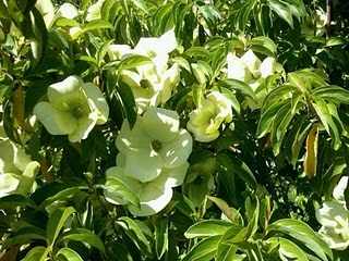 Dogwood tree in bloom.