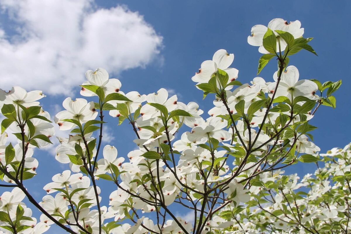 Evergreen dogwood flowers faced toward the sky.