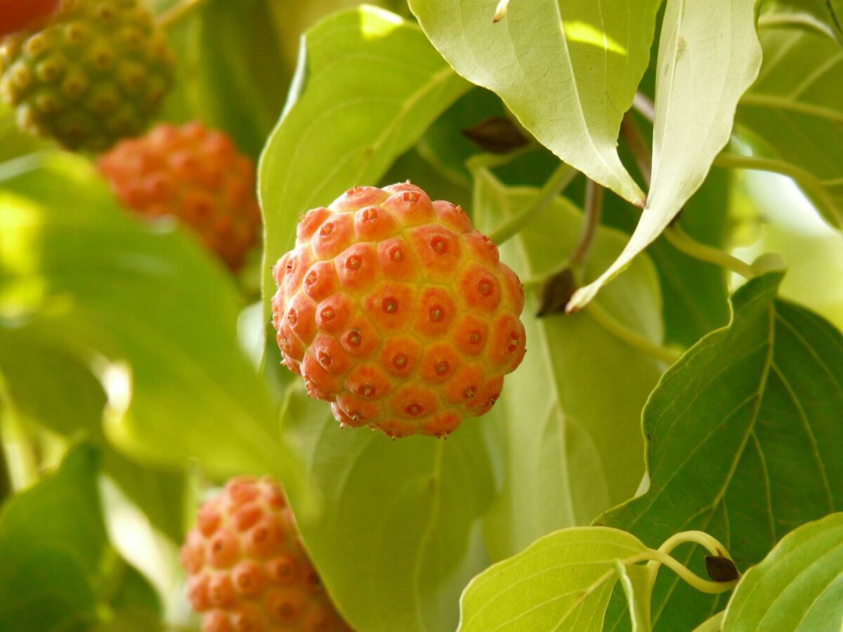 Unique ornamental dogwood fruit, or seed pod.