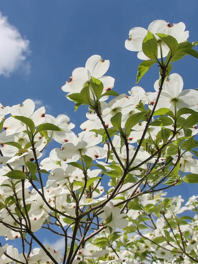 Dogwood Trees for Your Yard