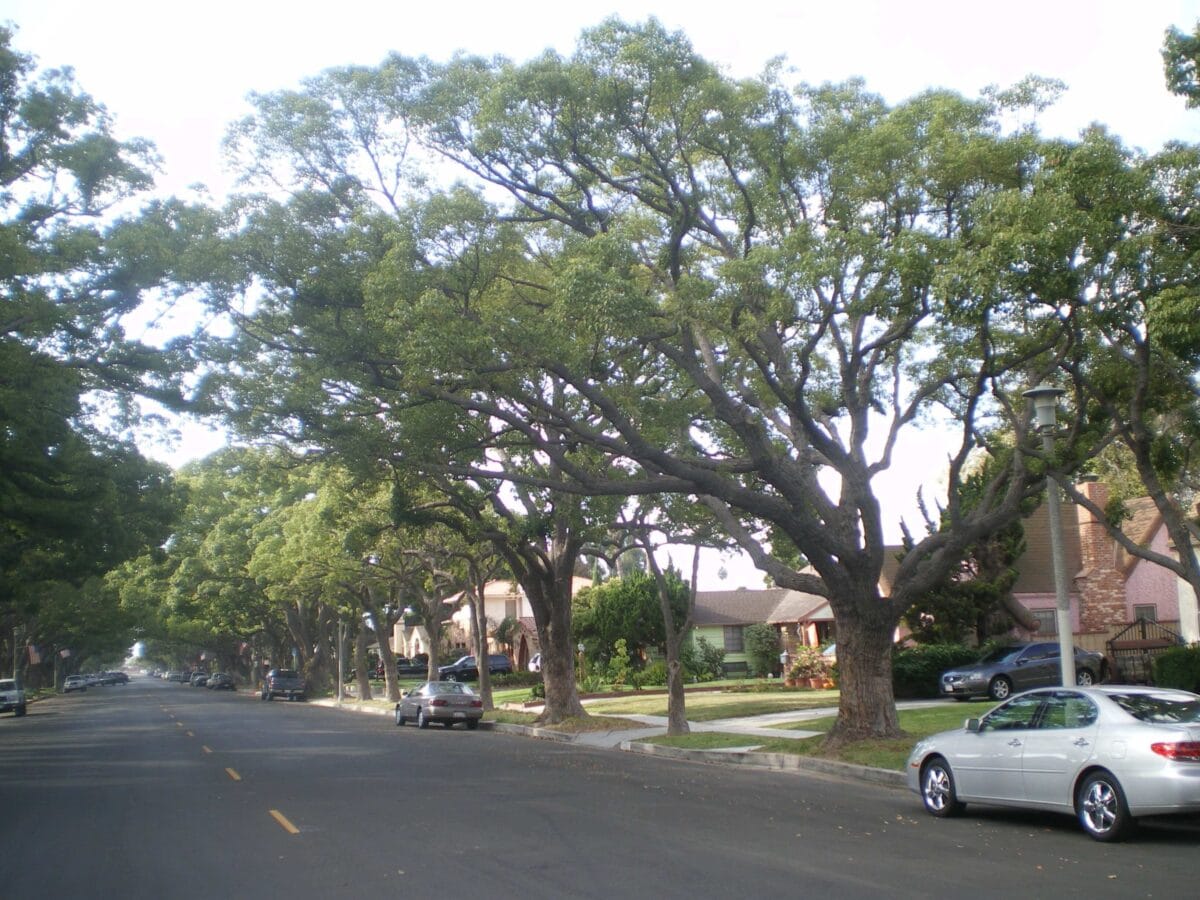 Camphor tree in a residential neighborhood