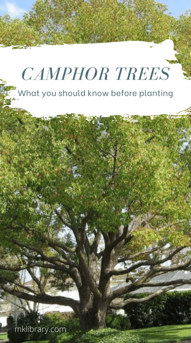 What you should know before planting a camphor tree