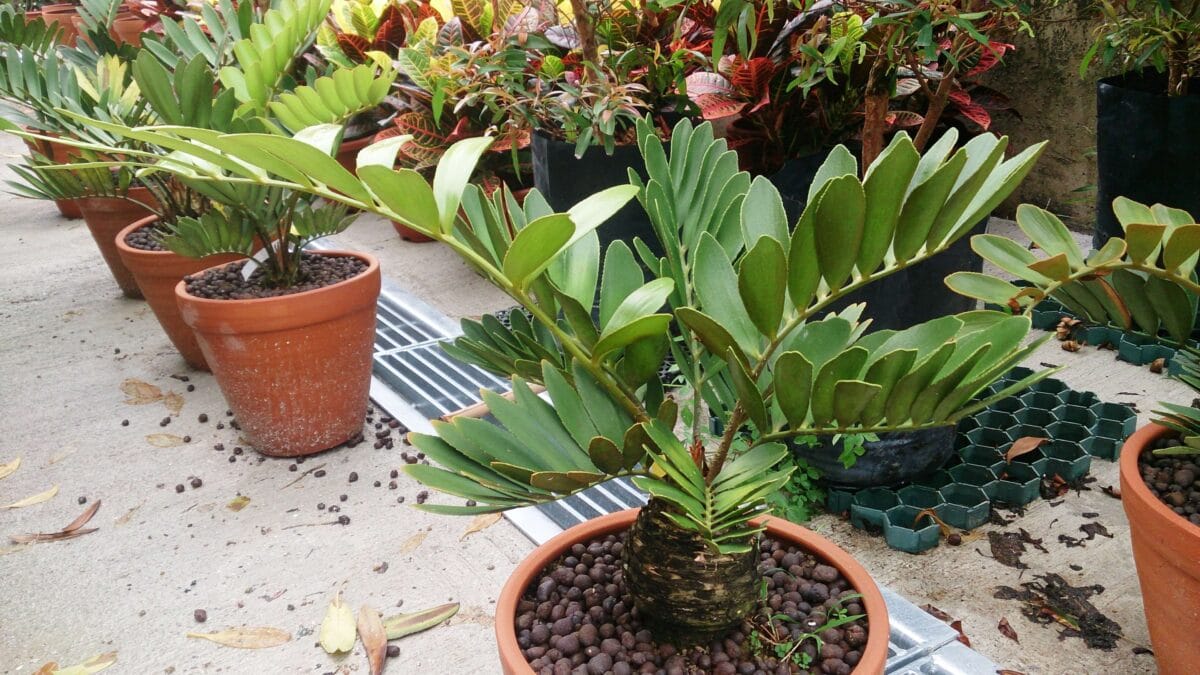 Zamia cardboard palm, zamia furfuracea