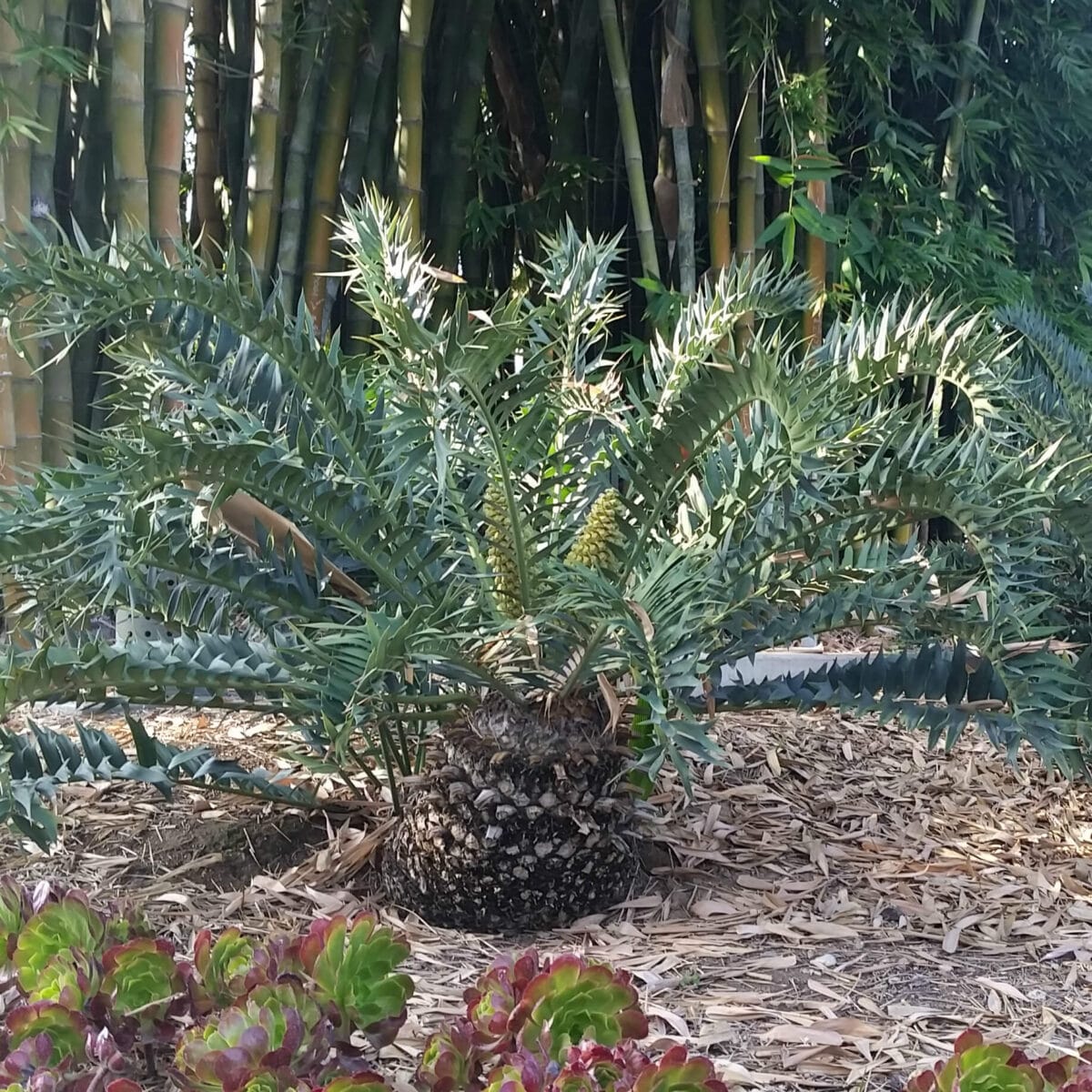 Encephalartos horridus is a blue cycad native to south africa.