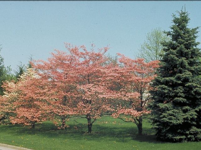 Flowering dogwood tree, cornus florida