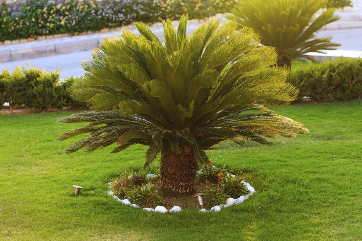 Sago palm tree