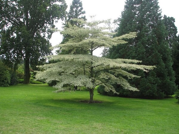 Pagoda dogwood - cornus alternifolia