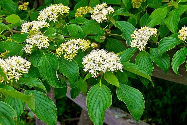 Pagoda dogwood tree (cornus alternifolia)