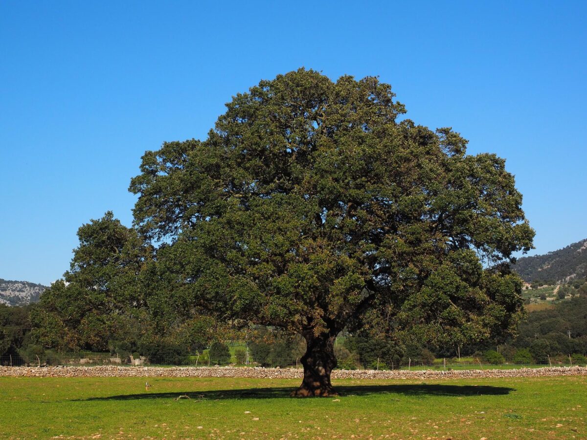 Camphor tree in a field
