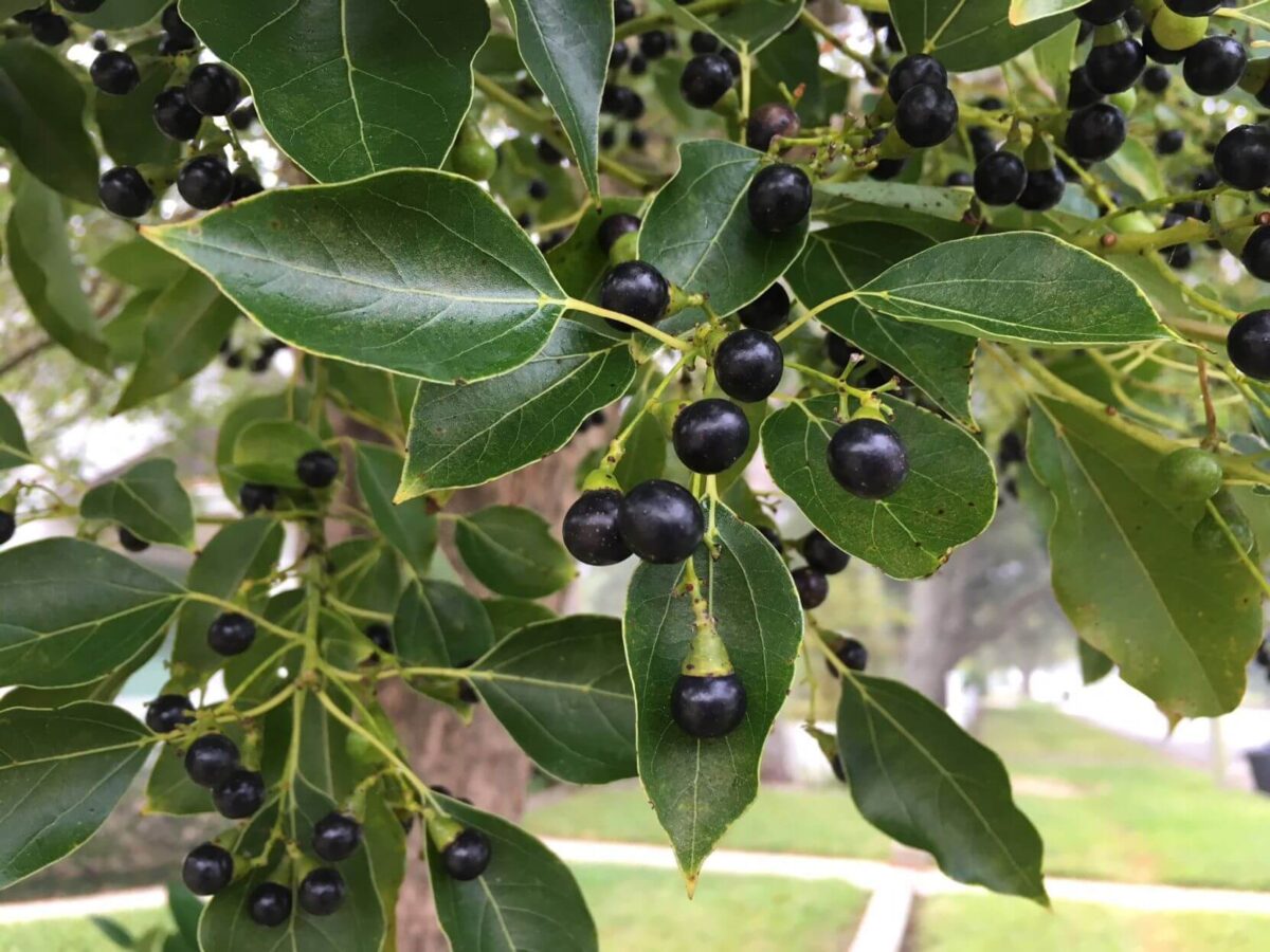 Camphor tree leaves with dark-blue berries.