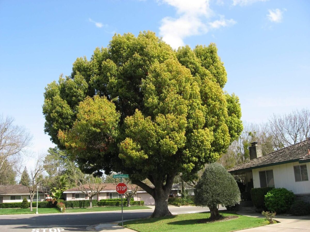 A pruned camphor tree