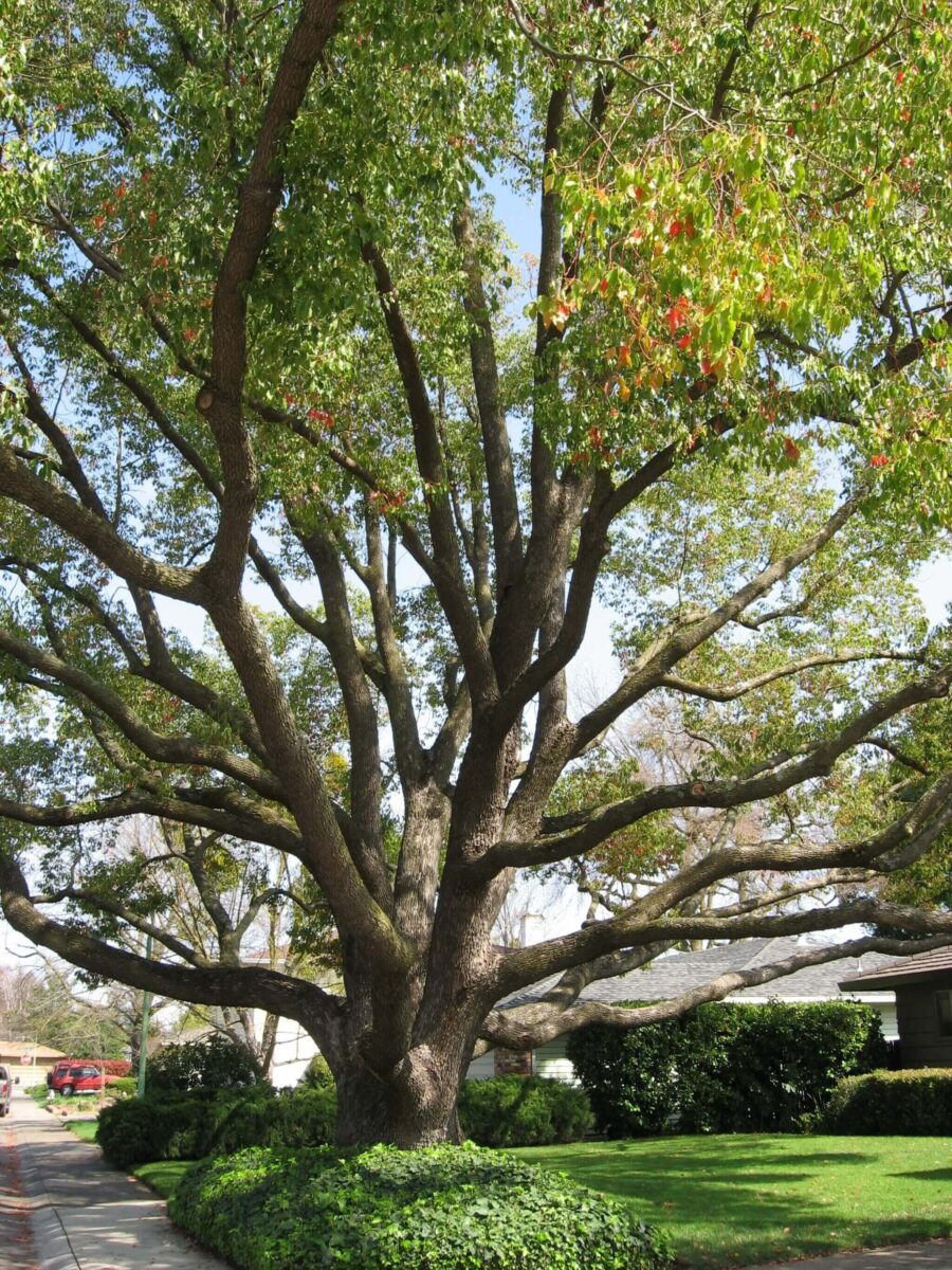 Large camphor tree with a wide canopy