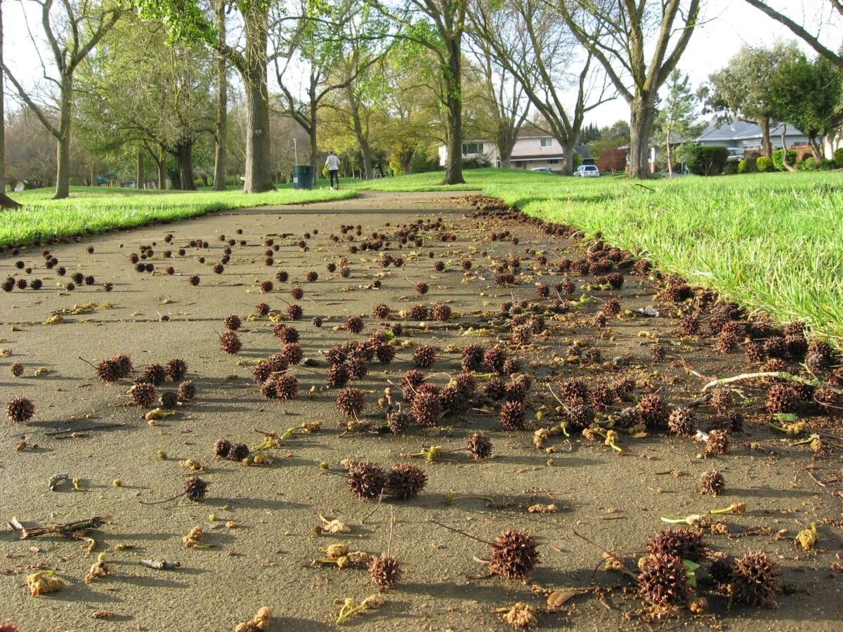 Spiked fruit that's fallen off of the sweetgum tree