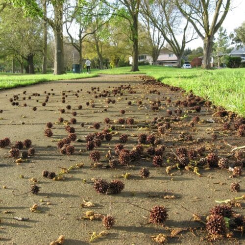 Liquidambar sweetgum tree spiked fruit balls
