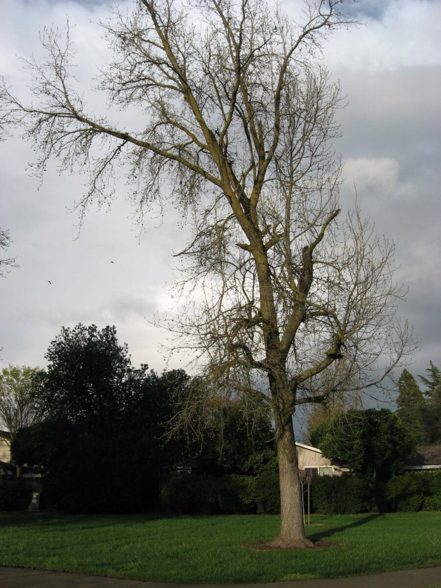 Sweetgum tree without leaves