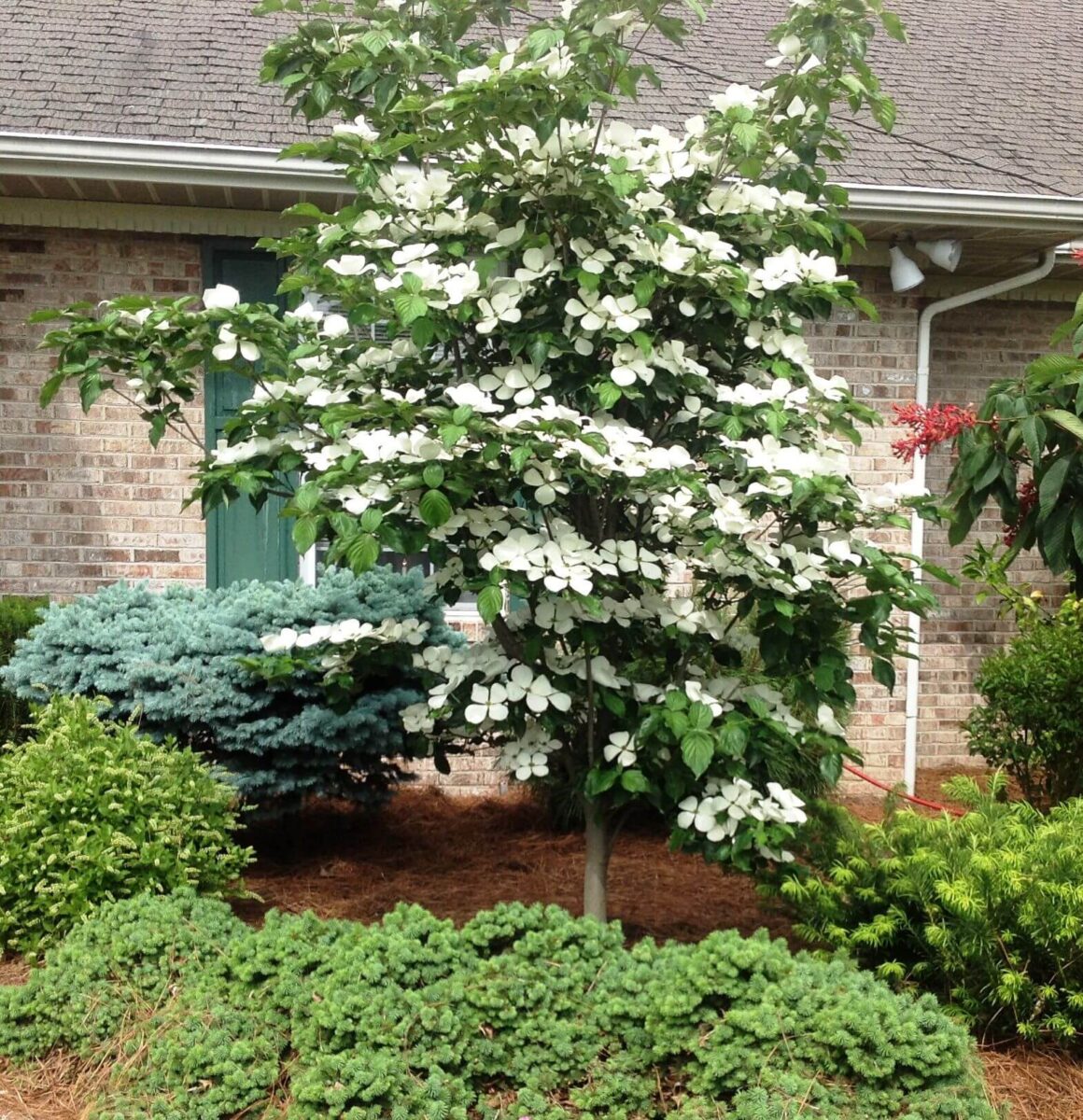 Venus dogwood tree